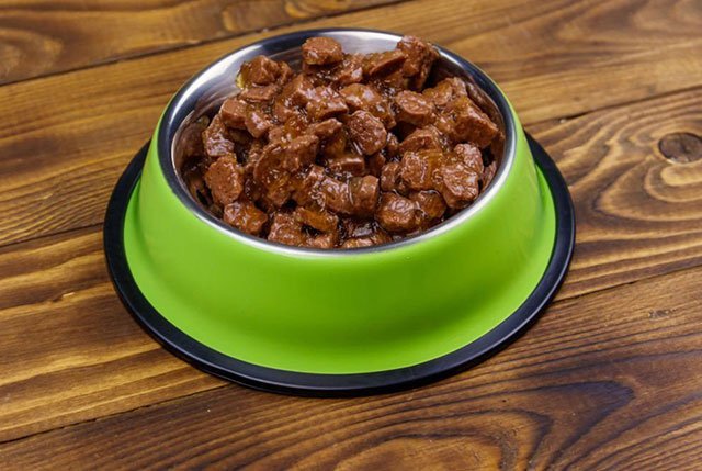 Can Rats Eat Wet Cat Food A Comprehensive Guide