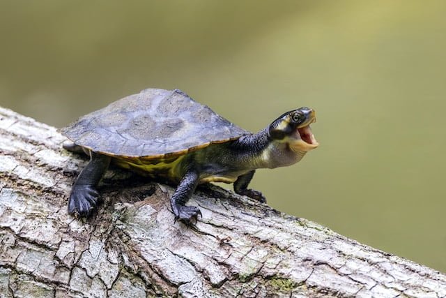 Can Russian Tortoise Eat Spinach