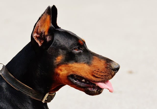 Can Dogs Eat PB2