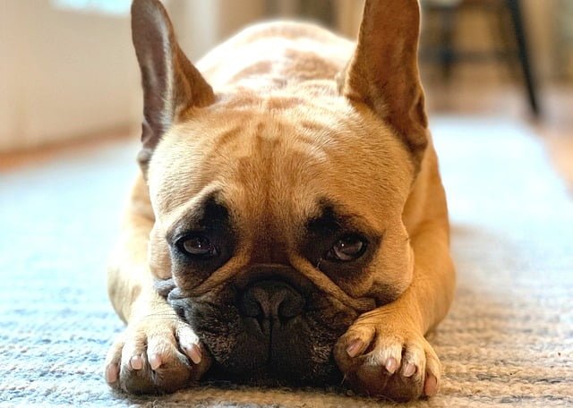 Can Frenchies Eat Pistachios