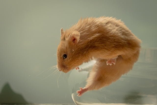 Can Rats Eat Pistachios