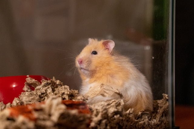 Can Rats Eat Cashews