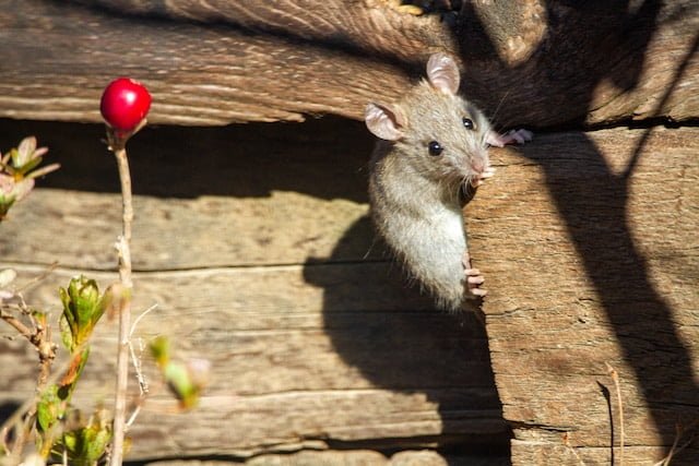 Can Rats Eat Dried Cranberries