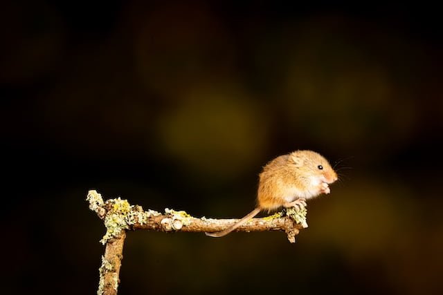 Can Rats Eat Dried Cranberries