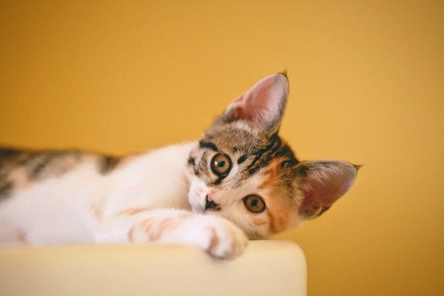 How To Get Rid Of Cat Food Smell