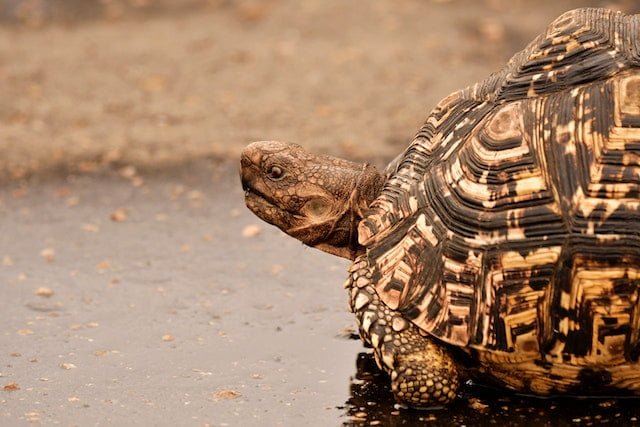 Can Tortoises Eat Green Onions
