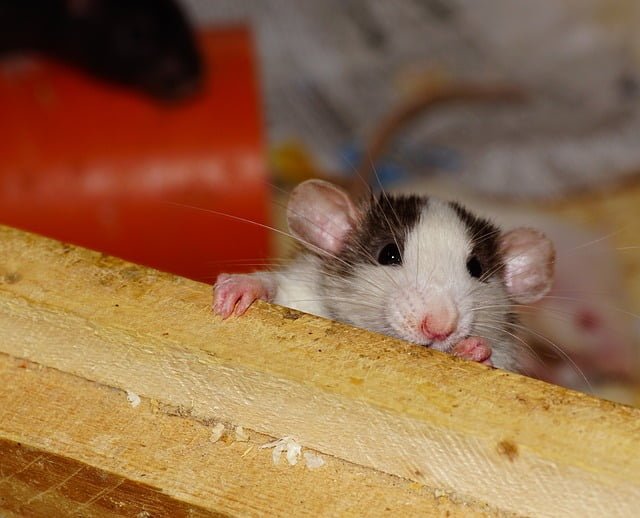 Can Rats Eat Butternut Squash