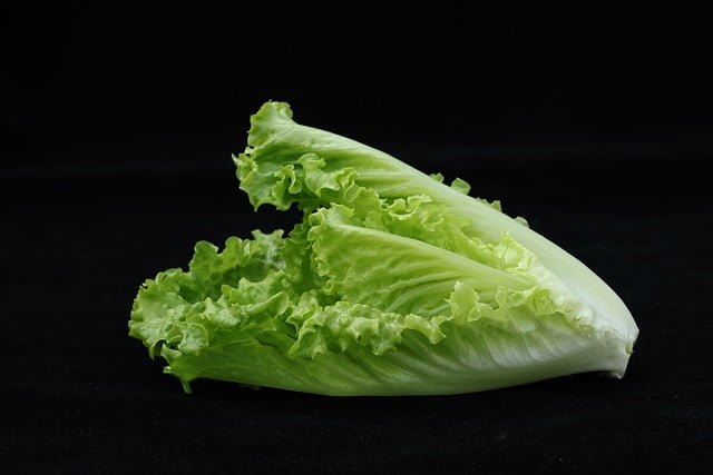 Can Rats Eat Romaine Lettuce