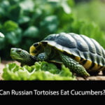 Can Russian Tortoises Eat Cucumbers