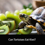 Can Tortoises Eat Kiwi