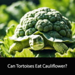 Can Tortoises Eat Cauliflower