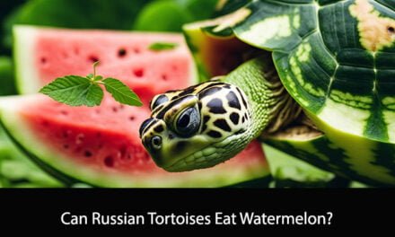Can Russian Tortoises Eat Watermelon?