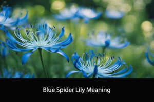 Blue Spider Lily Meaning