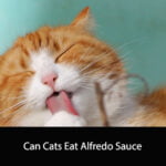 Can Cats Eat Alfredo Sauce
