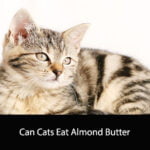 Can Cats Eat Almond Butter