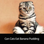 Can Cats Eat Banana Pudding