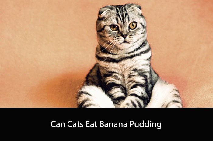 Can Cats Eat Banana Pudding