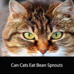 Can Cats Eat Bean Sprouts
