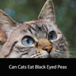 Can Cats Eat Black Eyed Peas