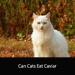 Can Cats Eat Caviar