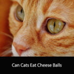 Can Cats Eat Cheese Balls