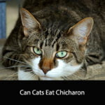 Can Cats Eat Chicharon