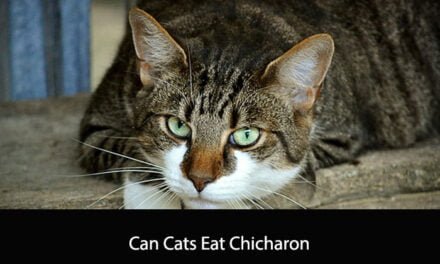 Can Cats Eat Chicharon
