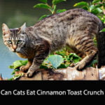 Can Cats Eat Cinnamon Toast Crunch