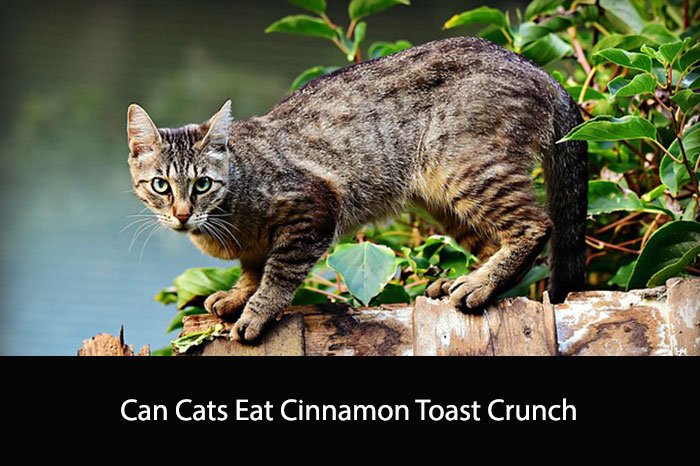 Can Cats Eat Cinnamon Toast Crunch