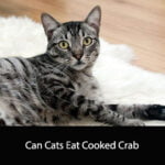 Can Cats Eat Cooked Crab