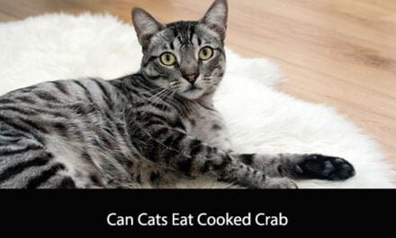 Can Cats Eat Cooked Crab