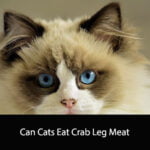 Can Cats Eat Crab Leg Meat
