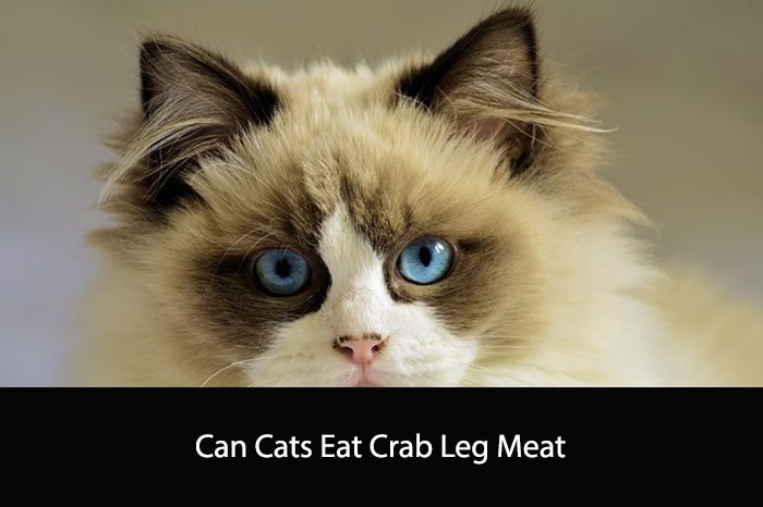 Can Cats Eat Crab Leg Meat