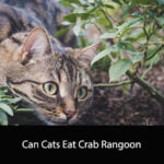 Can Cats Eat Crab Rangoon