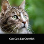 Can Cats Eat Crawfish