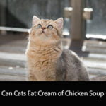 Can Cats Eat Cream of Chicken Soup