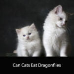 Can Cats Eat Dragonflies