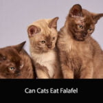 Can Cats Eat Falafel
