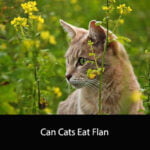 Can Cats Eat Flan