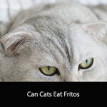 Can Cats Eat Fritos