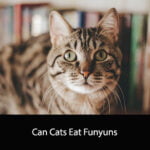 Can Cats Eat Funyuns