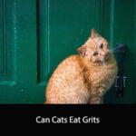 Can Cats Eat Grits