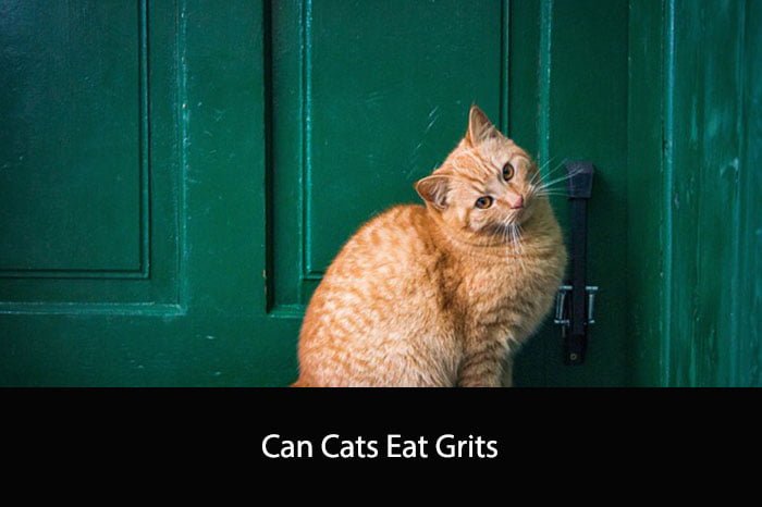 Can Cats Eat Grits