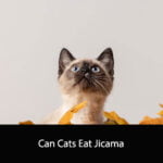Can Cats Eat Jicama