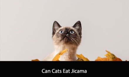 Can Cats Eat Jicama