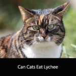 Can Cats Eat Lychee