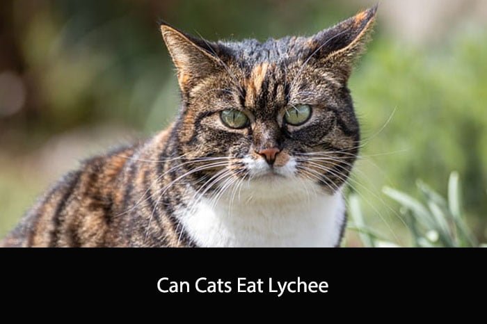 Can Cats Eat Lychee