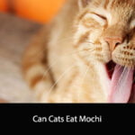 Can Cats Eat Mochi
