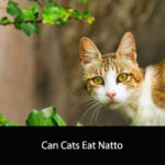 Can Cats Eat Natto