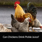 Can Chickens Drink Pickle Juice